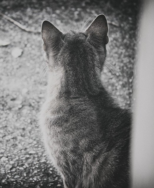 تنزيل Cat Black Gray مجانًا - صورة أو صورة مجانية ليتم تحريرها باستخدام محرر الصور عبر الإنترنت GIMP