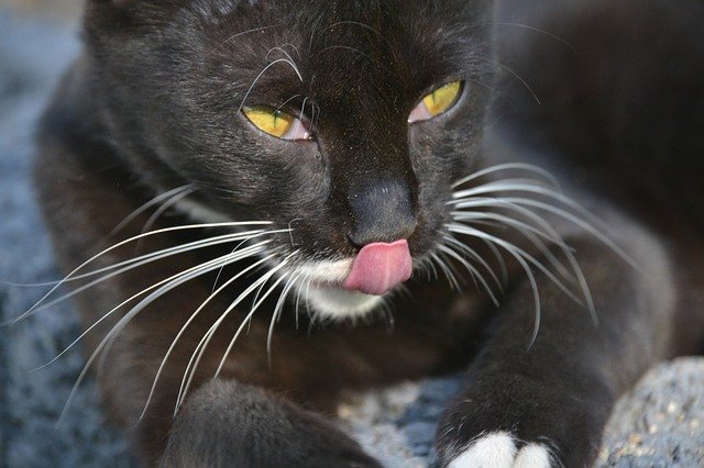 הורדה חינם Cat Black Pet - תמונה או תמונה בחינם לעריכה עם עורך התמונות המקוון GIMP