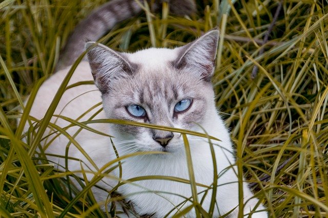 Descarga gratuita Cat Blue Eyes Pet - foto o imagen gratuita para editar con el editor de imágenes en línea GIMP