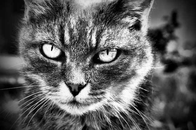Free download cat b n black eyes nature farm free picture to be edited with GIMP free online image editor