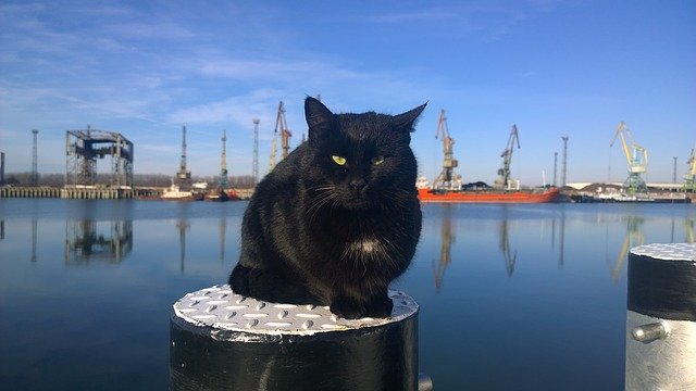 Free picture Cat Bollard Port -  to be edited by GIMP free image editor by OffiDocs