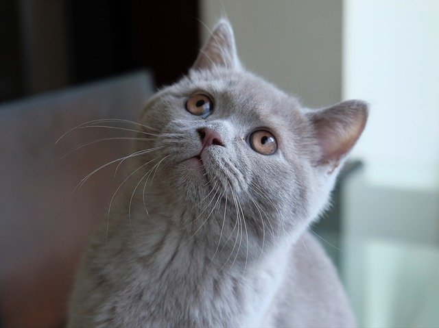 Bezpłatne pobieranie Cat British Blue Kitten - bezpłatne zdjęcie lub obraz do edycji za pomocą internetowego edytora obrazów GIMP