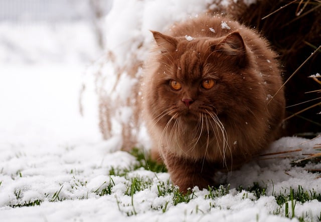 Free download cat british shorthair free picture to be edited with GIMP free online image editor