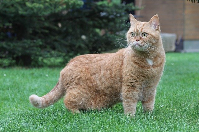 Free download Cat British Shorthair Red -  free photo or picture to be edited with GIMP online image editor