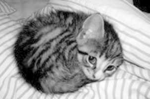 Free download Cat bundle free photo or picture to be edited with GIMP online image editor