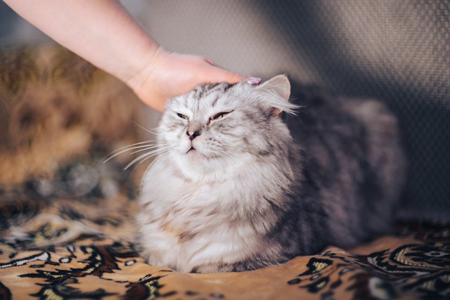 Free download cat business yellow eyes pedigree free picture to be edited with GIMP free online image editor