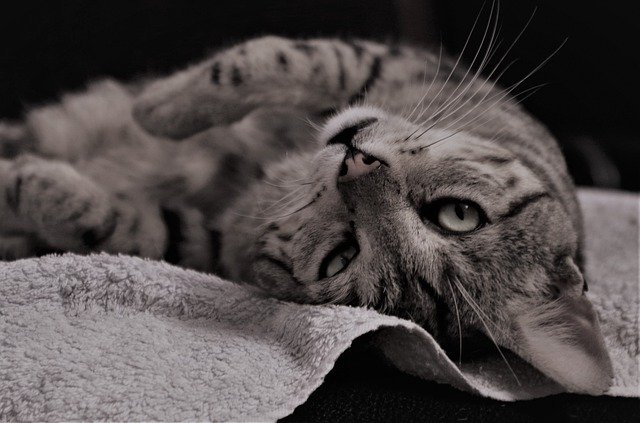 הורדה חינם Cat Calico Nap - תמונה או תמונה בחינם לעריכה עם עורך התמונות המקוון GIMP
