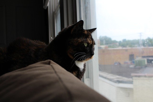 הורדה חינם Cat Calico Window - תמונה או תמונה בחינם לעריכה עם עורך התמונות המקוון GIMP