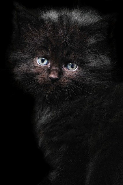 Descărcare gratuită pisică pisică copil maine coon poză gratuită pentru a fi editată cu editorul de imagini online gratuit GIMP
