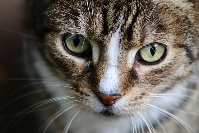 הורדה חינם של חתול עיני חתול אירופאי קצר שיער תמונה בחינם לעריכה עם עורך תמונות מקוון בחינם של GIMP
