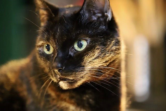 ດາວ​ໂຫຼດ​ຟຣີ​ຮູບ​ພາບ cat ຕາ​ເຕົ່າ​ແກະ​ຟຣີ​ທີ່​ຈະ​ໄດ້​ຮັບ​ການ​ແກ້​ໄຂ​ທີ່​ມີ GIMP ບັນນາທິການ​ຮູບ​ພາບ​ອອນ​ໄລ​ນ​໌​ຟຣີ​