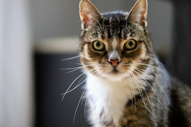 Безкоштовно завантажте зображення котячого кота портрет котячих очей, яке можна редагувати за допомогою безкоштовного онлайн-редактора зображень GIMP