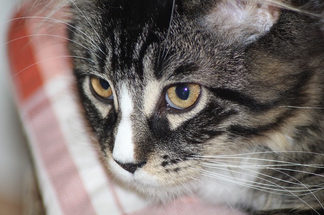 Gratis download kat kat gezicht hoofd maine coon gratis foto om te bewerken met GIMP gratis online afbeeldingseditor