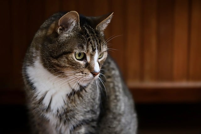 Бесплатно скачать кошка кошка морда усы домашняя кошка бесплатное изображение для редактирования в GIMP бесплатный онлайн-редактор изображений