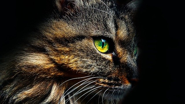 Free download Cat CatS Eye Animal -  free free photo or picture to be edited with GIMP online image editor
