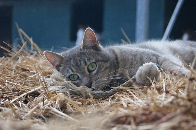 Download grátis Cat Cats Hairy - foto ou imagem gratuita para ser editada com o editor de imagens online GIMP