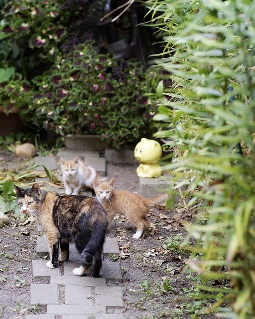 قم بتنزيل Cat Cats Kitten مجانًا - صورة مجانية أو صورة مجانية ليتم تحريرها باستخدام محرر الصور عبر الإنترنت GIMP