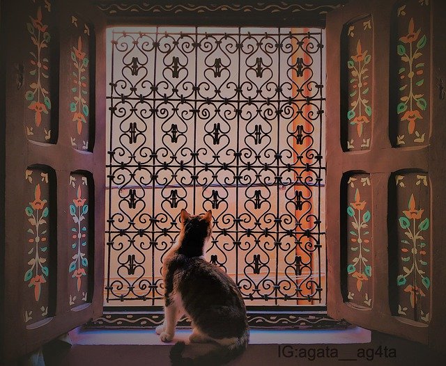 Free picture Cat Cats Window Art -  to be edited by GIMP free image editor by OffiDocs