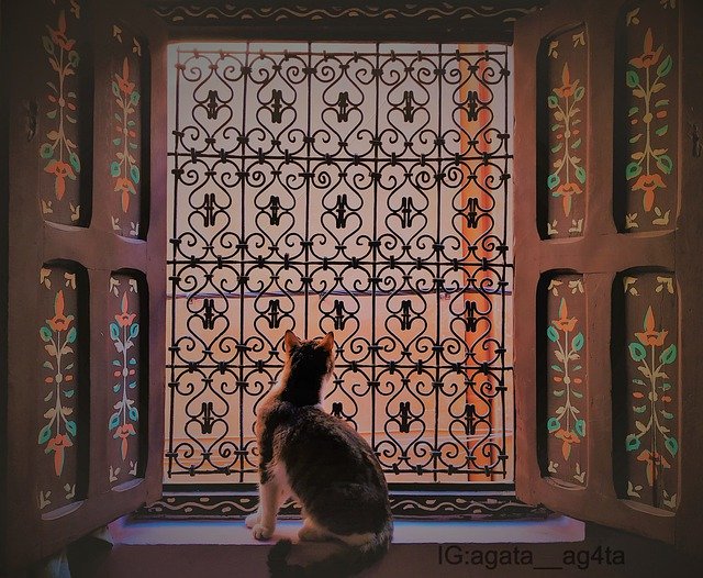 Unduh gratis Cat Cats Window Art - foto atau gambar gratis untuk diedit dengan editor gambar online GIMP