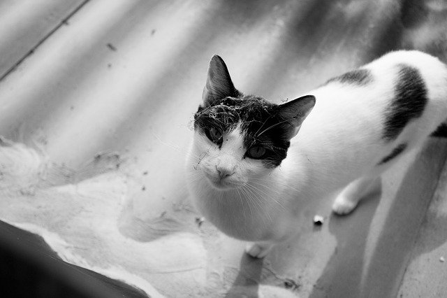 김프 온라인 이미지 편집기로 편집할 수 있는 고양이 천장 탈출 무료 사진 템플릿 무료 다운로드