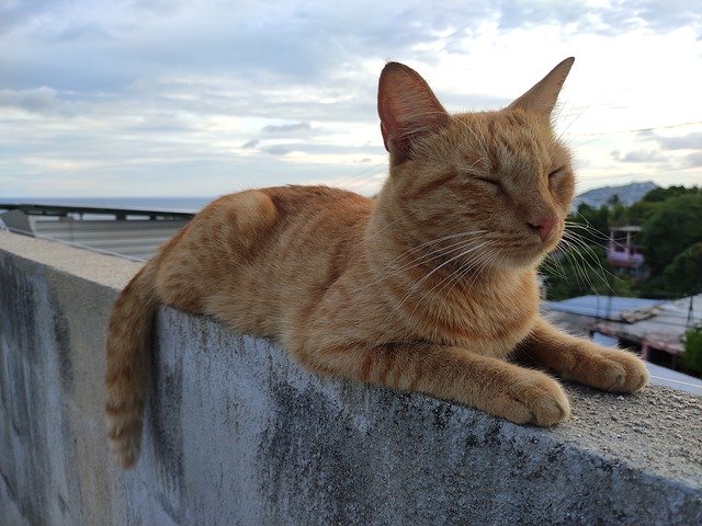 Безкоштовно завантажте Cat Ceiling Roof — безкоштовну фотографію чи зображення для редагування за допомогою онлайн-редактора зображень GIMP