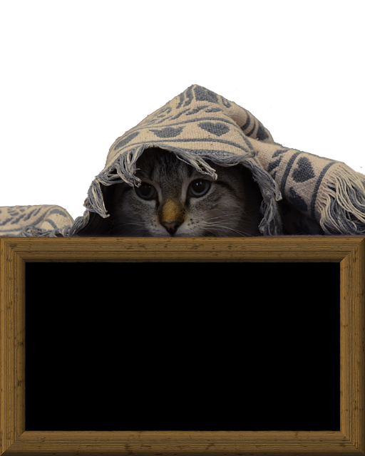 Free download Cat Chalkboard Kitten -  free photo or picture to be edited with GIMP online image editor
