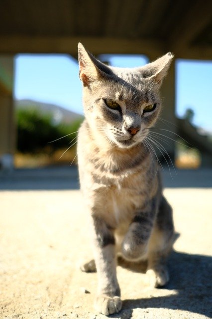 Download gratuito Cat Chat Animal: foto o immagine gratuita da modificare con l'editor di immagini online GIMP