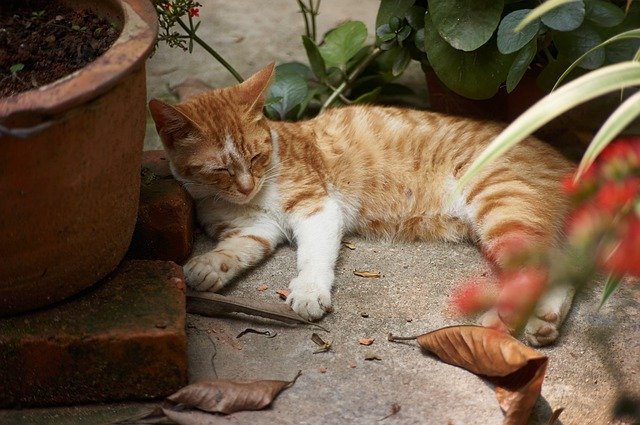 Free download Cat Chinese Yellow -  free photo or picture to be edited with GIMP online image editor