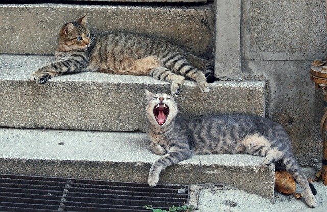 دانلود رایگان Cat Cihangir - عکس یا عکس رایگان قابل ویرایش با ویرایشگر تصویر آنلاین GIMP