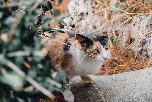 Free download cat city eyes close up animal free picture to be edited with GIMP free online image editor