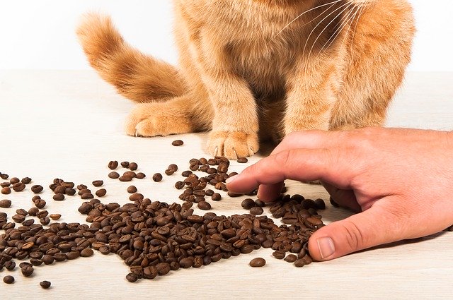 Download gratuito Cat Coffee Hand - foto o immagine gratuita da modificare con l'editor di immagini online di GIMP