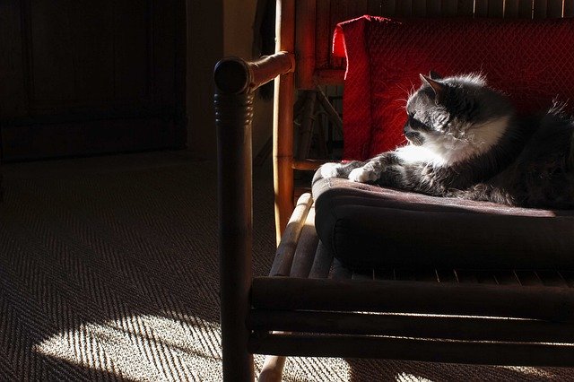 Téléchargement gratuit de Cat Comfy Sunlight - photo ou image gratuite à éditer avec l'éditeur d'images en ligne GIMP