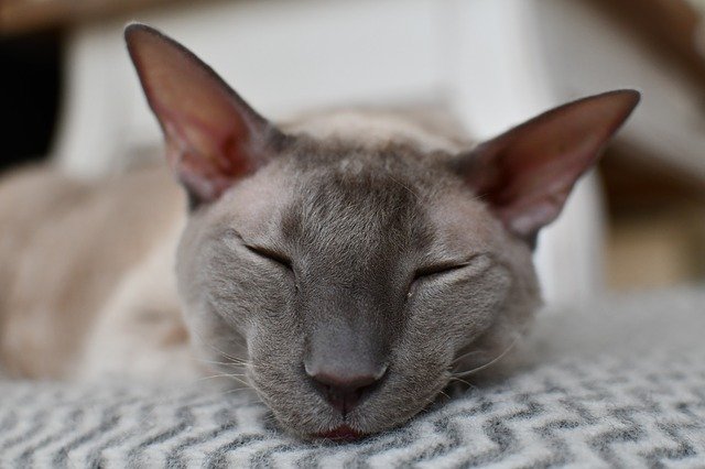 Free download Cat Cornish Rex Sleepy -  free photo or picture to be edited with GIMP online image editor