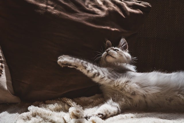 Free download cat couch feline domestic cat free picture to be edited with GIMP free online image editor