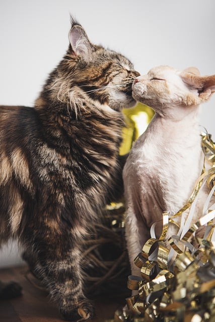 Free download cat couple pet devon rex free picture to be edited with GIMP free online image editor