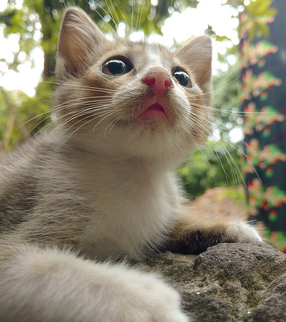 Free download Cat Cute Animal -  free photo or picture to be edited with GIMP online image editor