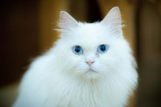 Free download cat cute pet adorable eye head free picture to be edited with GIMP free online image editor