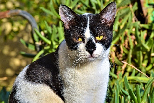 Téléchargement gratuit de Cat Different Eyes Cute - photo ou image gratuite à éditer avec l'éditeur d'images en ligne GIMP