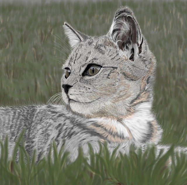 Free download Cat Digital Painting -  free illustration to be edited with GIMP free online image editor