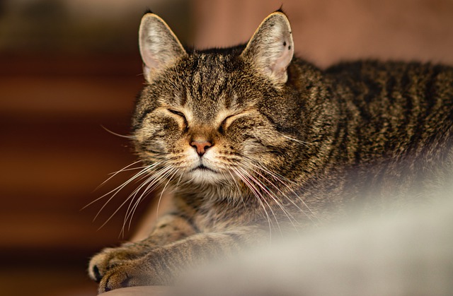 Free download cat domestic animal animal fur free picture to be edited with GIMP free online image editor