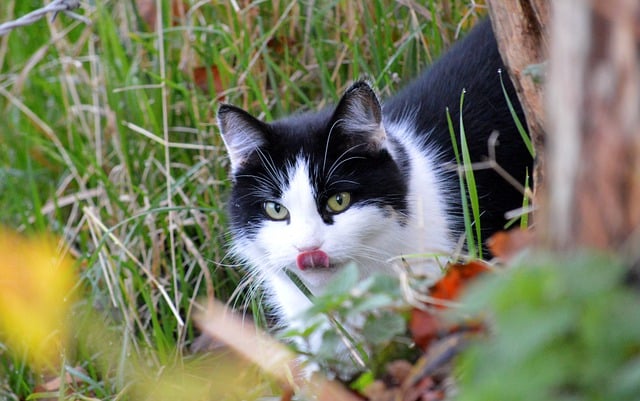 Descargue gratis una imagen gratuita de gato, animal doméstico, animal, hierba, para editar con el editor de imágenes en línea gratuito GIMP
