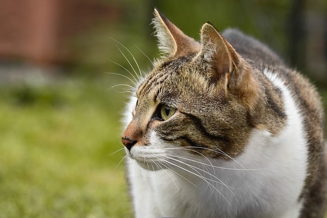 Free download cat domestic animal feline free picture to be edited with GIMP free online image editor