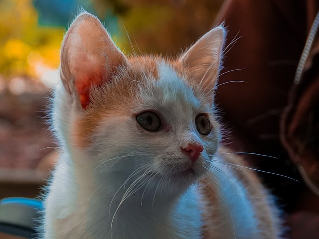 Free download cat domestic animal kitten animal free picture to be edited with GIMP free online image editor