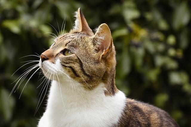 Free download cat domestic animal kitten mammal free picture to be edited with GIMP free online image editor