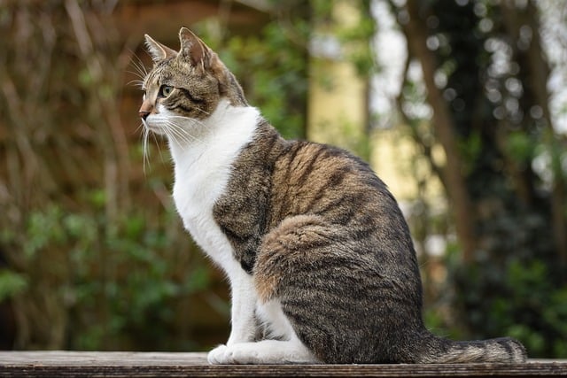 Free download cat domestic animal nature feline free picture to be edited with GIMP free online image editor