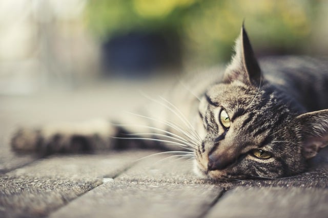 Бесплатно скачать кошку, домашнее животное, на открытом воздухе, кошачью, бесплатное изображение для редактирования с помощью бесплатного онлайн-редактора изображений GIMP.