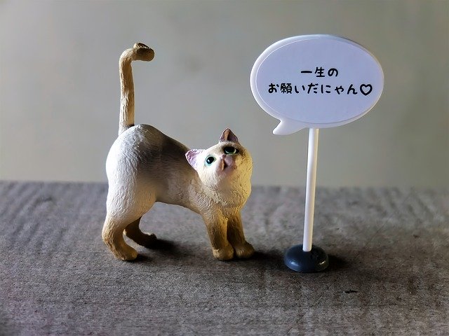 Free download Cat Domesticated Animal -  free photo or picture to be edited with GIMP online image editor
