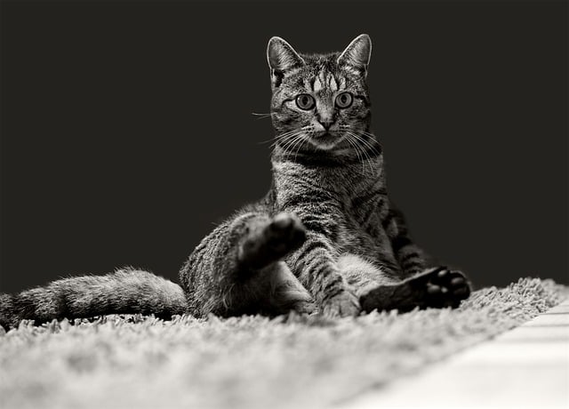 Free download cat domestic cat animal mammal fur free picture to be edited with GIMP free online image editor