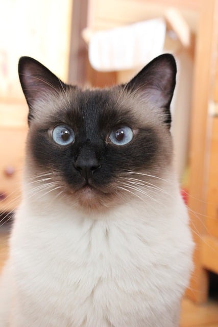 Free download cat domestic cat animal portrait free picture to be edited with GIMP free online image editor