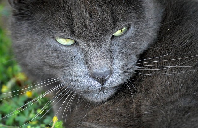 Free download cat domestic cat animal wildlife free picture to be edited with GIMP free online image editor